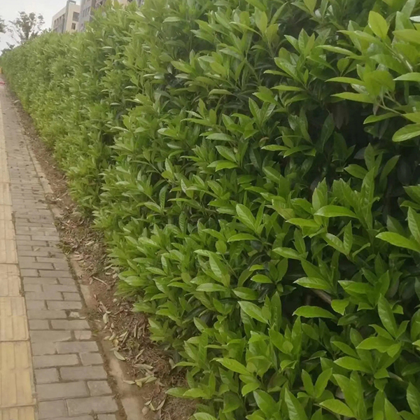 法國(guó)冬青